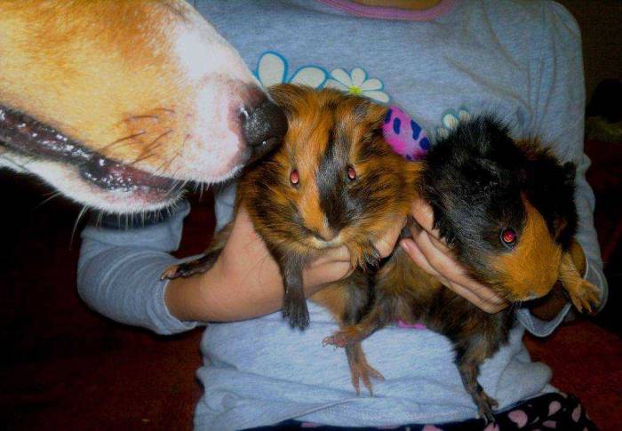 Как отучить щенка или собаку кусаться: причины укусов, методы воспитания взрослой или молодой особи,как отучить собаку кусаться за руки и за ноги