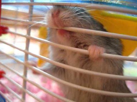 Почему хомяк грызет клетку — причины, что делать и как отучить?