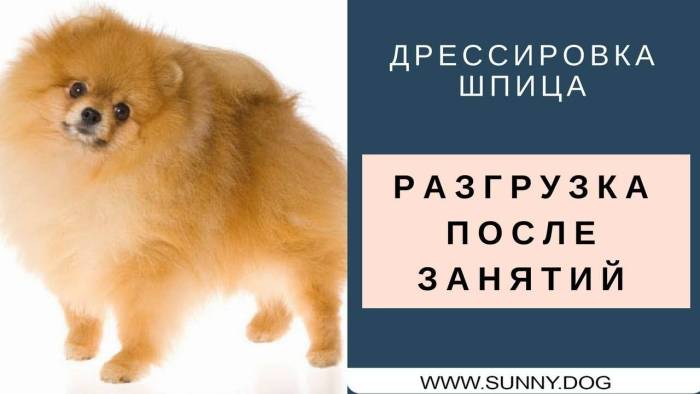 Как ухаживать за шпицем - wikihow