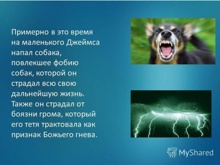 Собака боится грозы: что делать и как успокоить