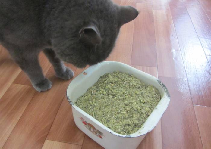 Почему коты любят валерьянку: как она действует, почему нравится кошкам, почему самцы реагируют на запах, что делать, если кот напился, почему нельзя давать - блог о животных