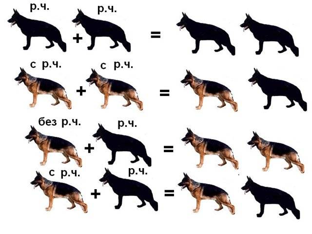 Разновидности немецких овчарок (белая, черная, китайская и другие)