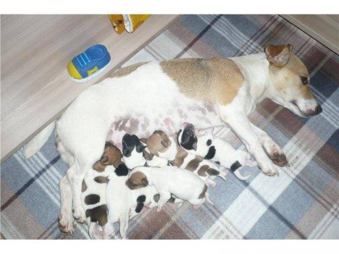 Первая течка у джек расселов терьеров