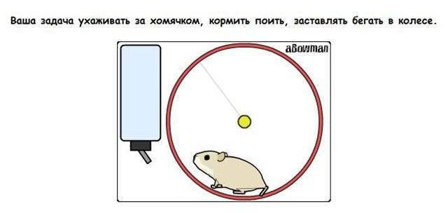 Хомяк не бегает в колесе