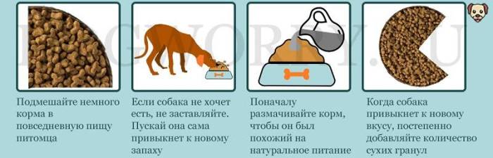 Собака не ест сухой корм: что при этом делать и как заставить
