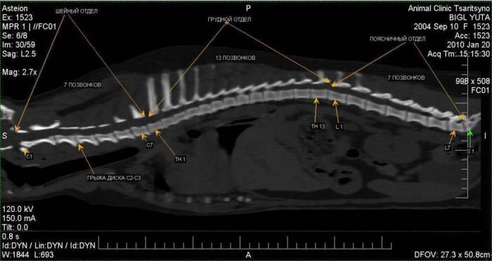 Дископатия у собак: симптомы и лечение в домашних условиях