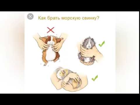 Как приручить морскую свинку: 11 шагов