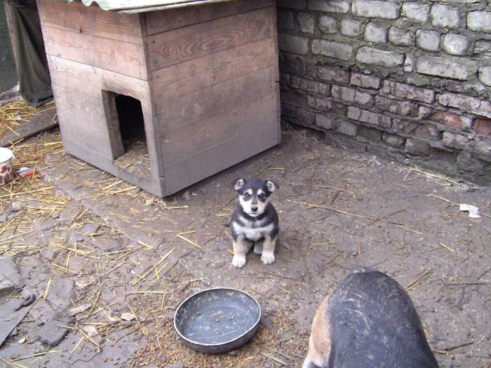 Как приучить собаку из квартиры жить во дворе: важные моменты