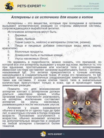 Что делать, если котенок чихает постоянно: причины и профилактические меры