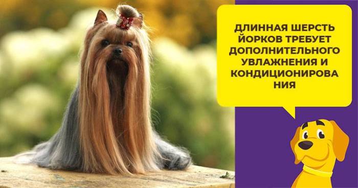 Как купать йоркширского терьера в домашних условиях и следить за здоровьем его шерсти