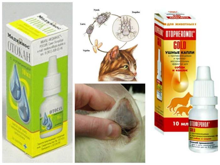 Отодектит у кота в ушах– симптомы и лечение ушного клеща у кошек- обзор +видео