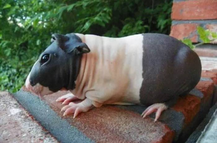 Лысые морские свинки: скинни и болдуин