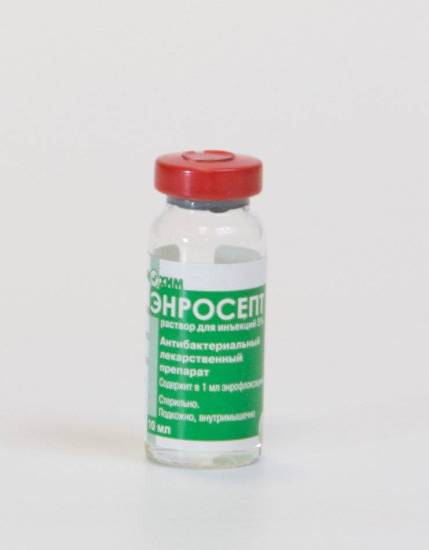 Энросепт: инструкция по применению в ветеринарии для лечения кошек