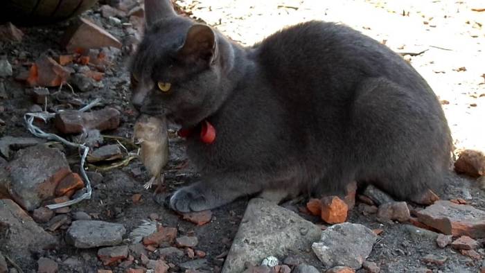 Примеры пород котов которые ловят крыс и мышей: варианты как определить охотника