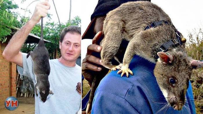 10 самых больших крыс в мире (фото)