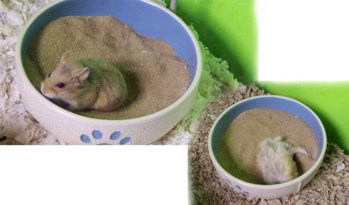 Стоит ли заводить хомяка в доме и квартире для ребенка: плюсы и минусы домашнего грызуна