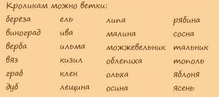 Кормление кроликов в домашних условиях для начинающих: чем и как кормить?