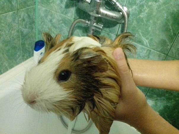 Можно ли купать морскую свинку, как часто и как правильно мыть
