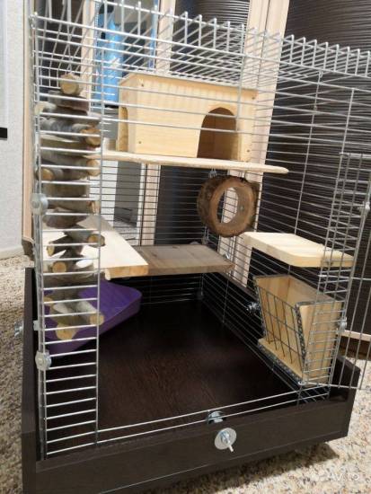 Обустраиваем клетку для шиншиллы