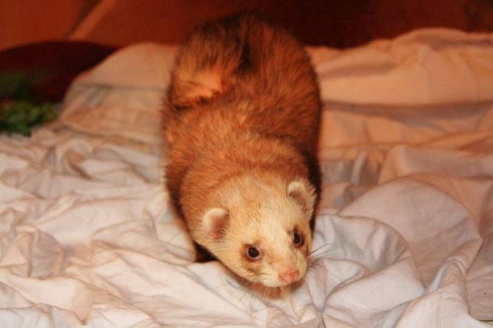 Какими домашними животными не пахнет? - рассказы 2023