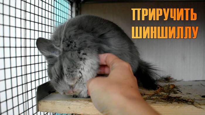 Как приучить шиншиллу к рукам?