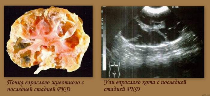 Поликистоз у кошек: днк причины и лечение