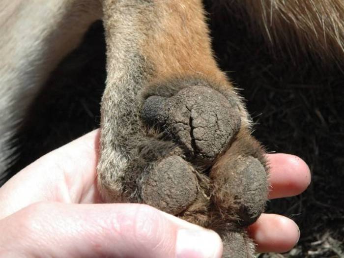 Сухой нос у собаки: причины и действия