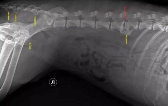 Дископатия у собак: признаки, диагностика, лечение