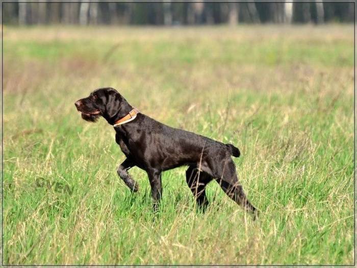 Крымский охотник - охотничий блог - легавые (подружейные) собаки. краткое описание и особенности пород