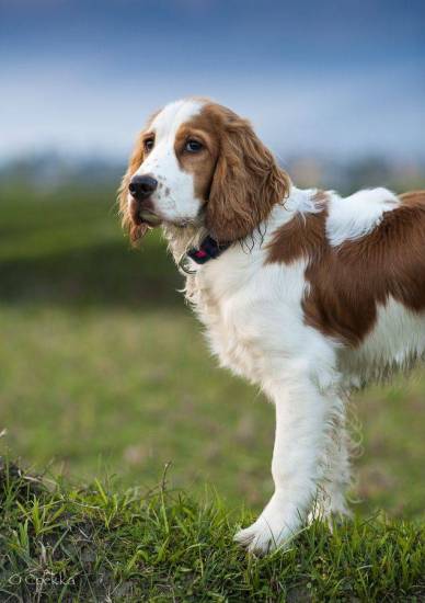 Описание породы собак английский спрингер-спаниель: характер, уход, предназначение. английский спрингер-спаниель: характеристика породы и выращивание