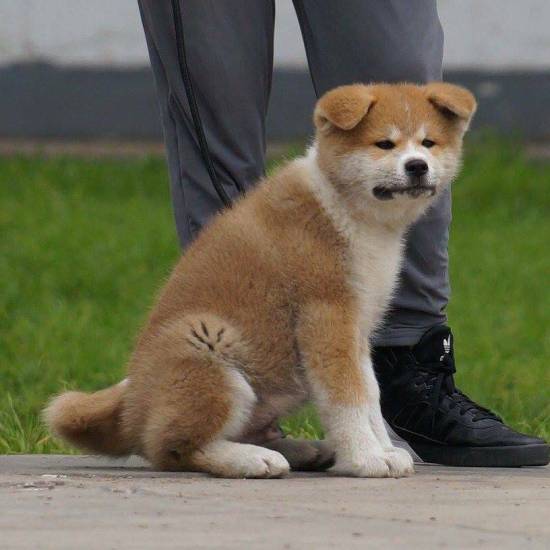 Акита-ину: описание породы, характер, уход, содержание