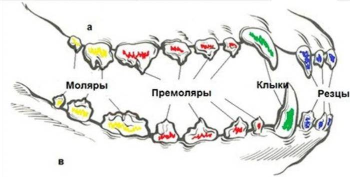 Когда у собак меняются зубы, во сколько месяцев, схема смены