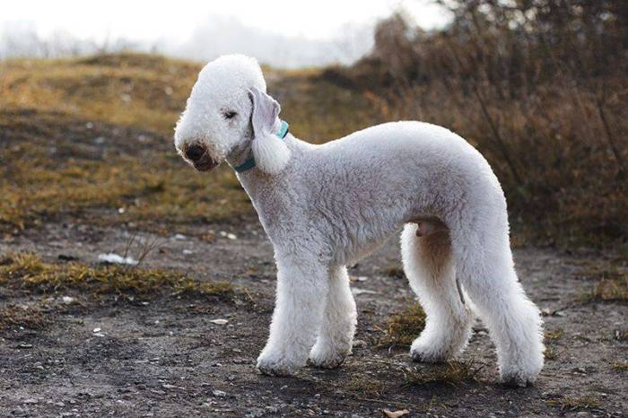 Бедлингтон-терьер (ротбери-терьер): описание и характер породы, фото