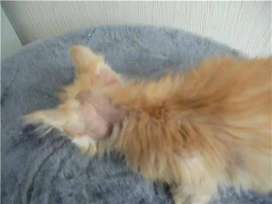 Власоеды у кошек: как обнаружить, лечение, фото