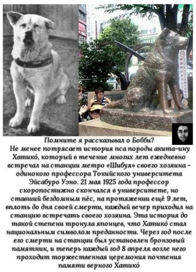 Порода собаки из фильма "хатико": фото и название, описание характера - animallist.ru