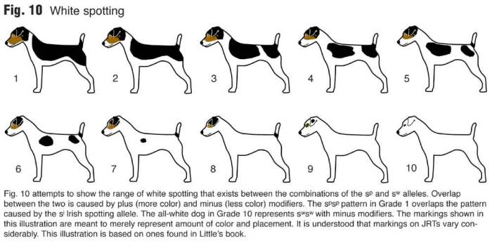 Виды окрасов у джек-рассел-терьеров: генетика черного, белого и других цветов