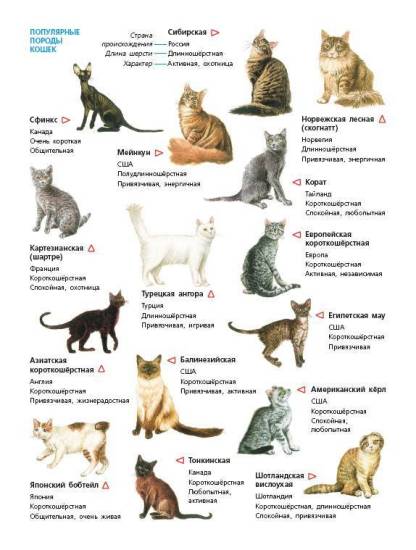 Тонкинская порода кошек: уход, внешний вид, характер