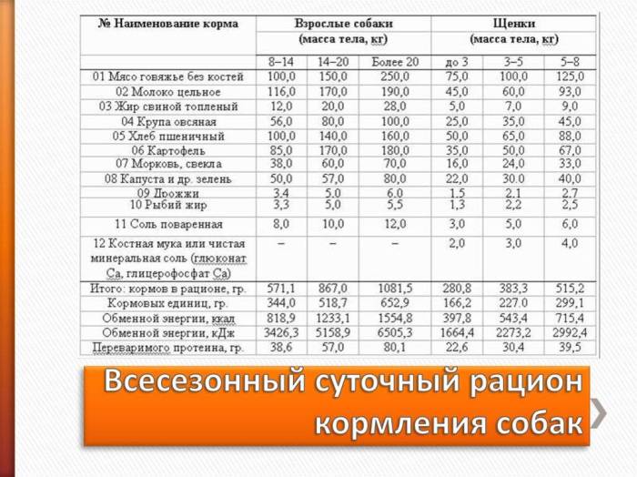 Кормление собаки | всё о натуральном кормлении и кормлении кормом | сайт о маленьких собачках и не только