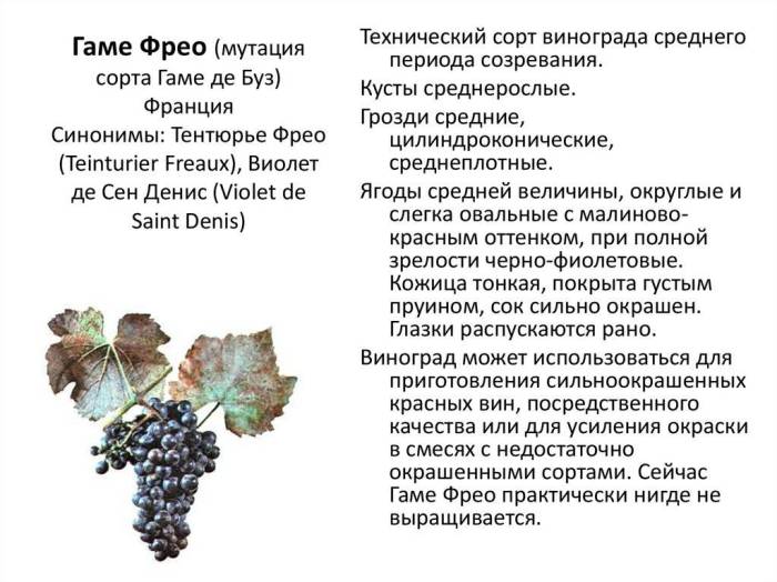 Каким веточным кормом можно и нельзя кормить кроликов?