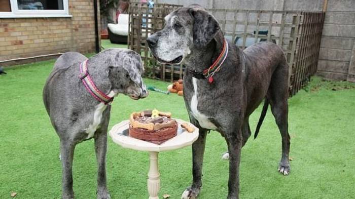 Самые старые собаки в мире: 10 наиболее долгоживущих пород