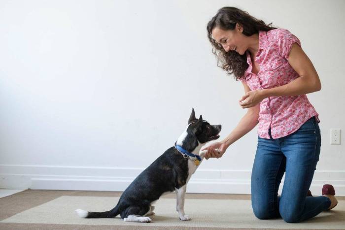 Дрессировка домашней крысы: чему можно научить питомца и с чего начать