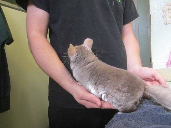 Правила приручения шиншиллы к рукам, как подружиться с питомцем