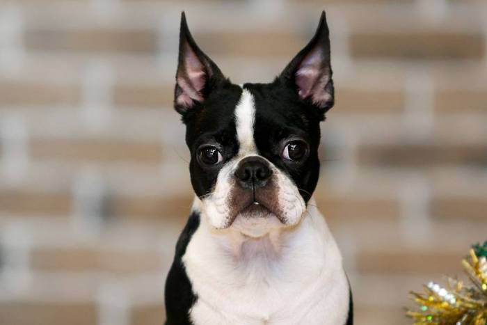 Бостон-терьер - характеристика и стандарт породы, воспитание, содержание в домашних условиях и рацион питания