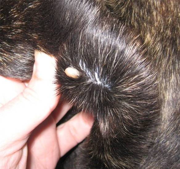 Папилломы, бородавки у кошек: от чего появляются, лечение, удаление