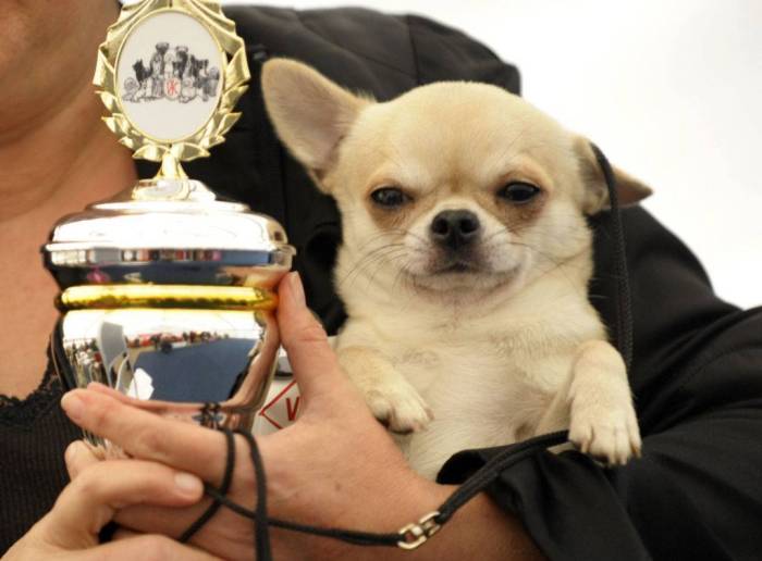 Дрессировка чихуахуа в домашних условиях, воспитание щенка чихуахуа, дрессура, развитие, как воспитать собаку