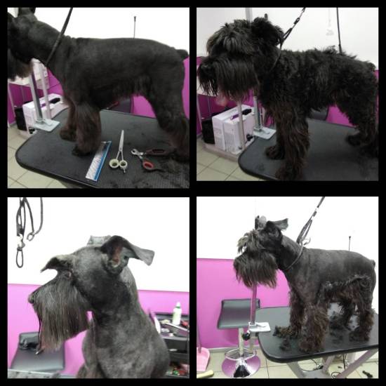 Что такое тримминг собак и зачем он нужен