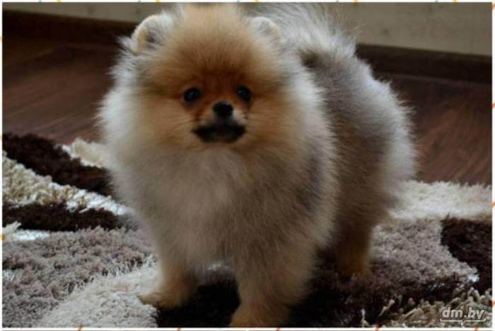 Немецкий шпиц и померанский шпиц: отличия, стандарты, шерстяной покров, сходства, фото, советы по выбору, видео