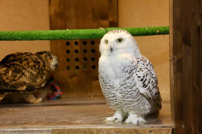 Сова птица. описание, особенности, виды, образ жизни и среда обитания совы | живность.ру