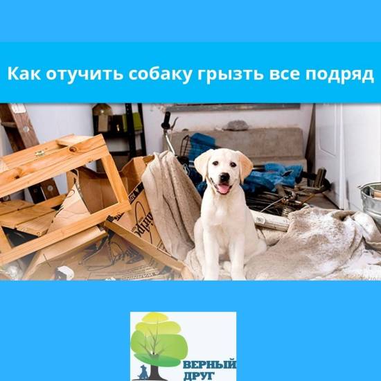 Как отучить собаку копать ямы во дворе: 12 простых решений | ваши питомцы