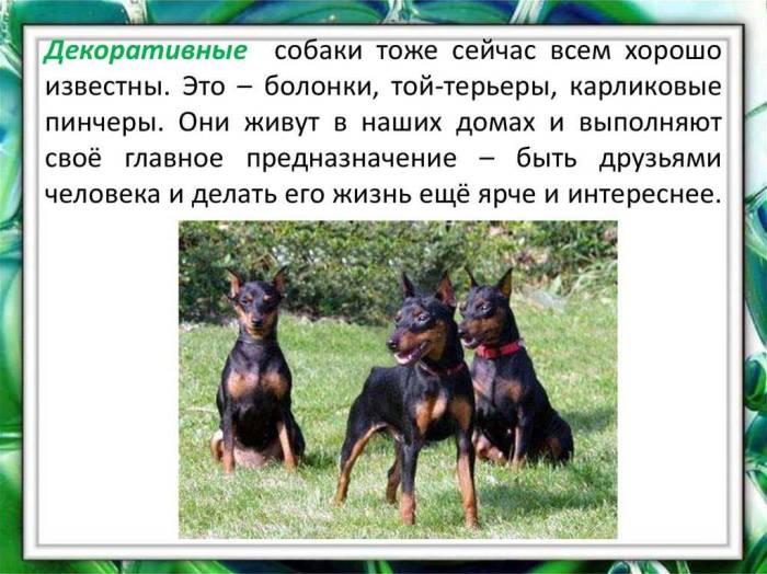 Всё о породе карликовый пинчер | блог ветклиники "беланта"